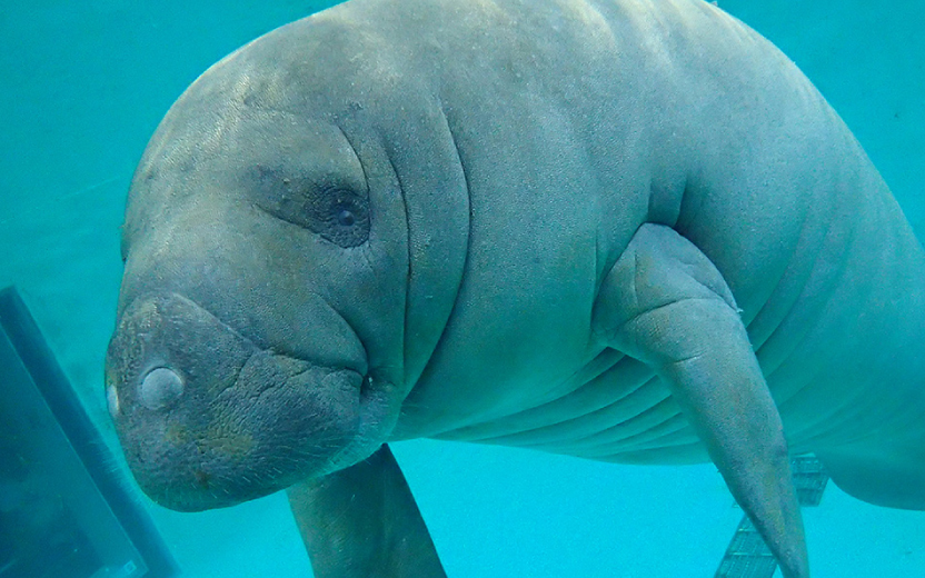 沖縄ちゅら海水族館だより アメリカマナティー 地球にやさしい子ども達を育む環境教育メディア