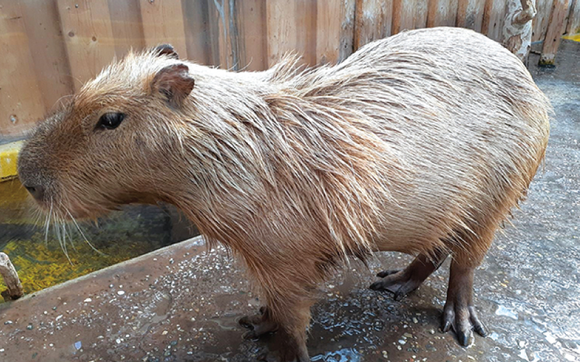 須磨海浜水族園だより カピバラ 地球にやさしい子ども達を育む環境教育メディア