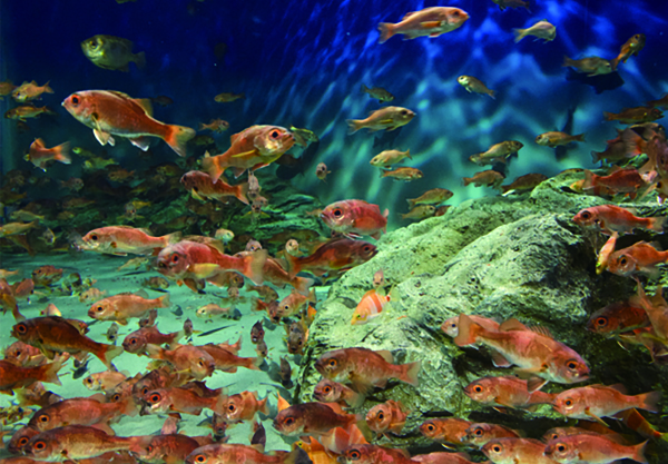 新潟市水族館マリンピア日本海だより】新潟では「ノドグロ」として知られています「アカムツ」｜地球にやさしい子ども達を育む環境教育メディア