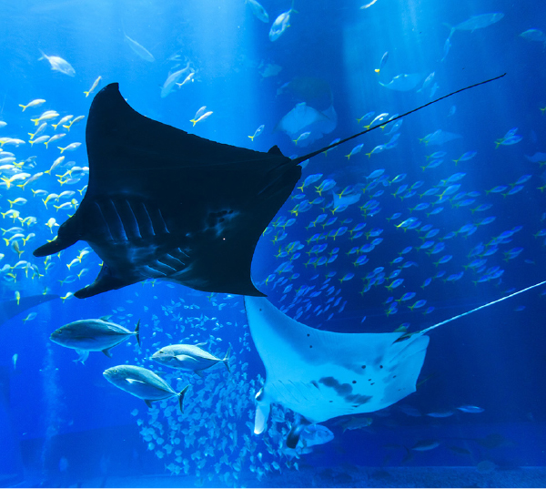 沖縄ちゅら海水族館だより】ダイバーにも人気の生き物「ナンヨウマンタ」｜地球にやさしい子ども達を育む環境教育メディア