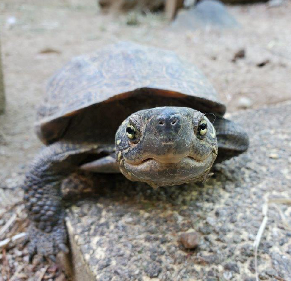 埼玉県こども動物自然公園だより クサガメ 地球にやさしい子ども達を育む環境教育メディア