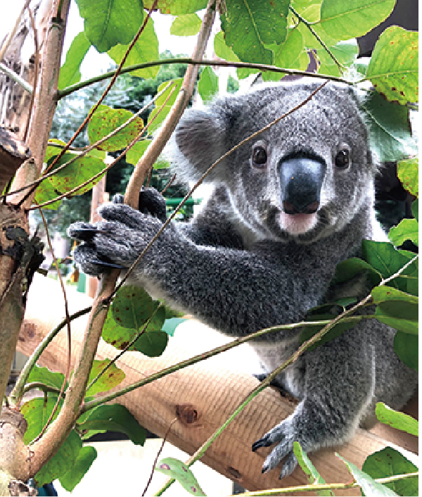 金沢動物園だより コアラ 地球にやさしい子ども達を育む環境教育メディア