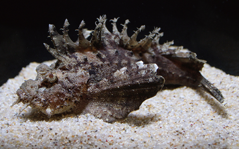 須磨海浜水族園だより】身をかくして獲物を待ちぶせ！「オニオコゼ」｜地球にやさしい子ども達を育む環境教育メディア