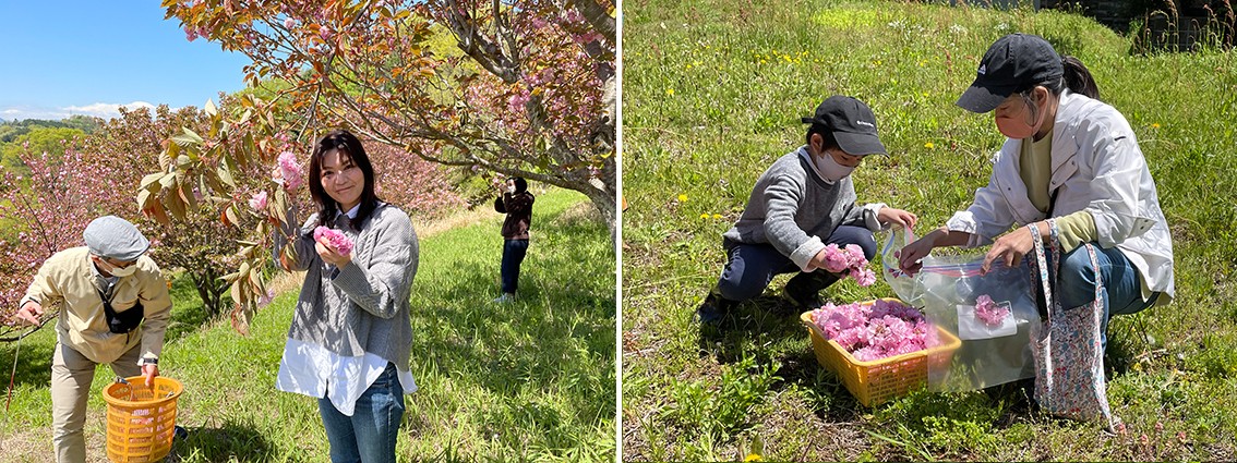 終了しました 桜を食べる 八重桜の花de塩漬けづくり体験 地球にやさしい子ども達を育む環境教育メディア