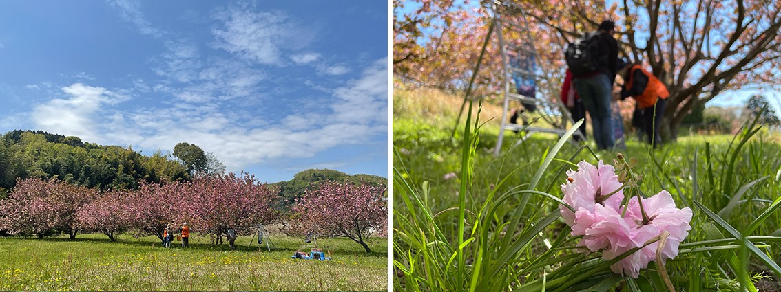 終了しました 桜を食べる 八重桜の花de塩漬けづくり体験 地球にやさしい子ども達を育む環境教育メディア