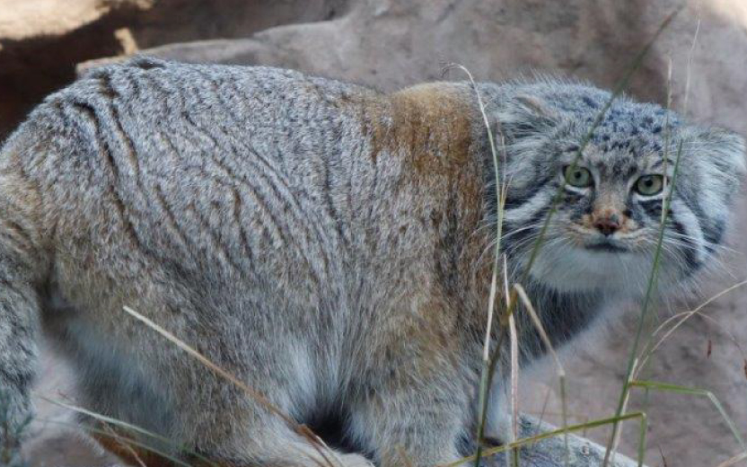 埼玉県こども動物自然公園だより】寒いのもへっちゃら！平たい顔が ...