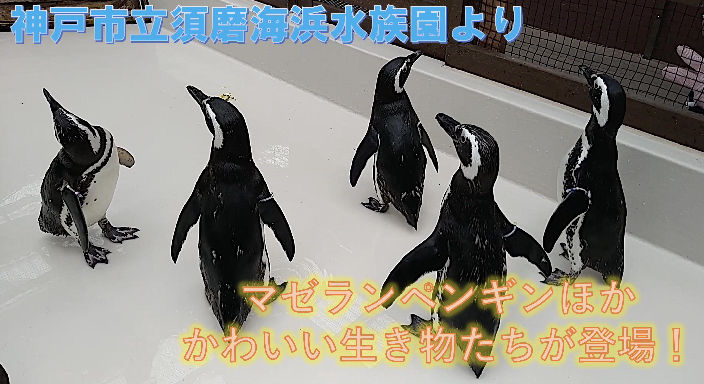 第14回エコチルライブ 神戸市立須磨海浜水族園より マゼランペンギン シロワニ マイワシ が登場 地球にやさしい子ども達を育む環境教育メディア