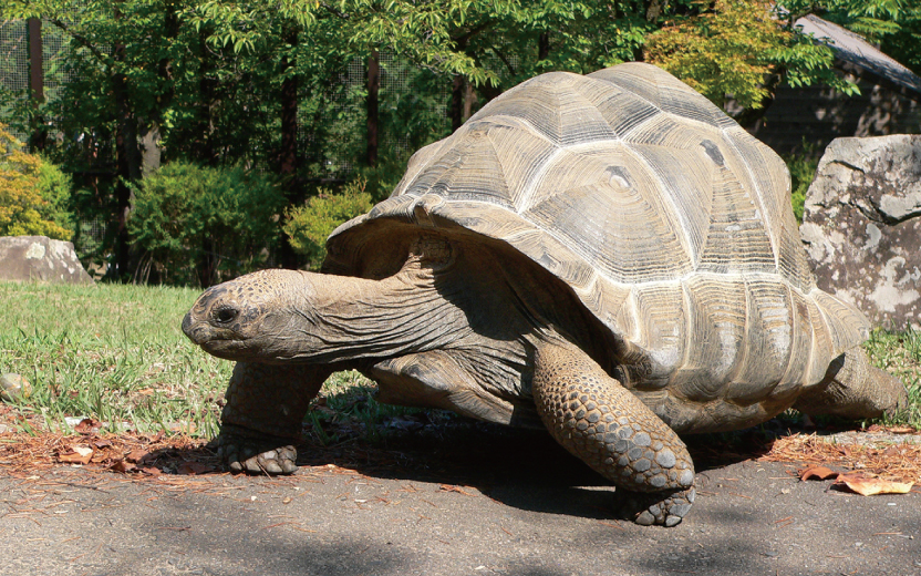 城山動物園だより ギネス記録にのっている最も長生きしたカメ アルダブラゾウガメ 地球にやさしい子ども達を育む環境教育メディア