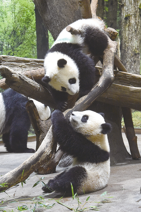 上野動物園だよりに生まれたシャオシャオとレイレイも元気