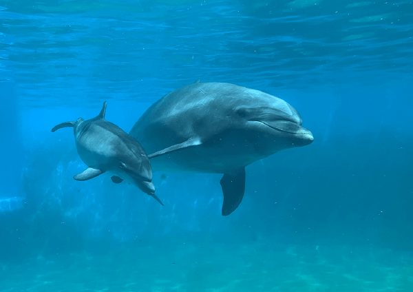 沖縄ちゅら海水族館だより 好奇心旺盛で人なつこい バンドウイルカ 地球にやさしい子ども達を育む環境教育メディア