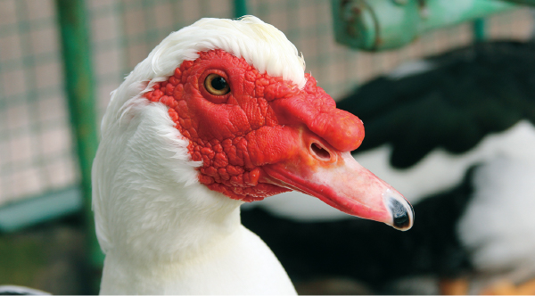 城山動物園だより 怖い見た目だけど子育てが上手な バリケン 地球にやさしい子ども達を育む環境教育メディア