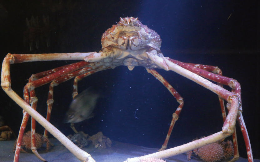 竹島水族館だより カニの中では世界最大 タカアシガニ 地球にやさしい子ども達を育む環境教育メディア