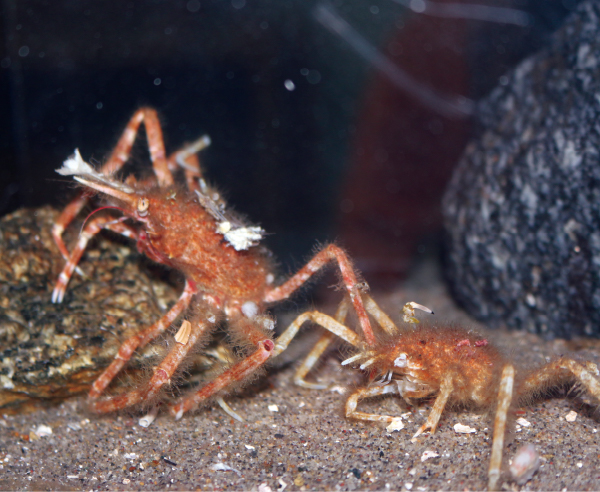 竹島水族館だより カニの中では世界最大 タカアシガニ 地球にやさしい子ども達を育む環境教育メディア