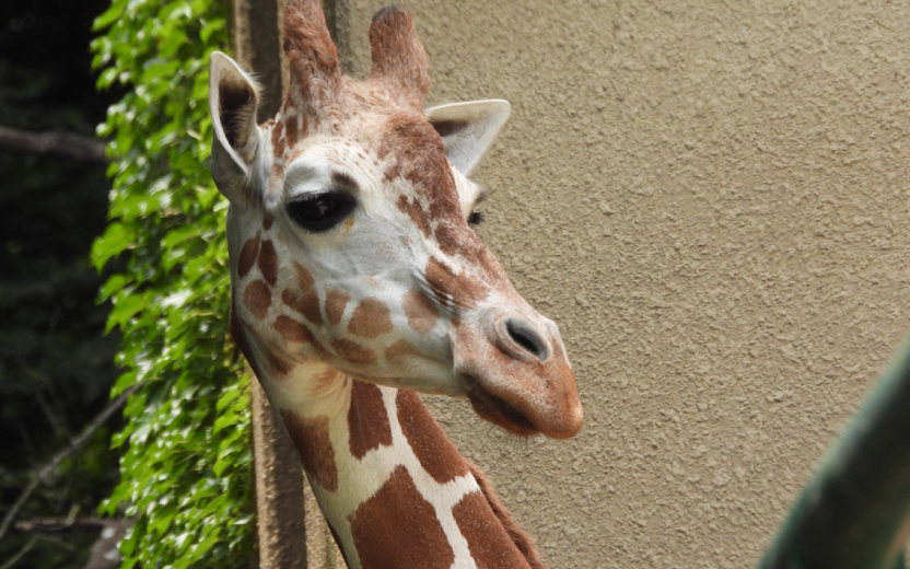 福岡市動物園だより ひづめがのびると足を痛めてしまう アミメキリン 地球にやさしい子ども達を育む環境教育メディア