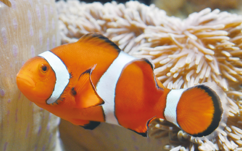 新潟市水族館マリンピア日本海だより】名前の由来、いろいろ「カクレクマノミ」｜地球にやさしい子ども達を育む環境教育メディア