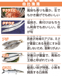 【エコチル特集】地元&旬の魚は、体に地球に、いいこといっぱい”しずまえ”の鮮魚をもっと食べよう!|地球にやさしい子ども達を育む環境教育メディア
