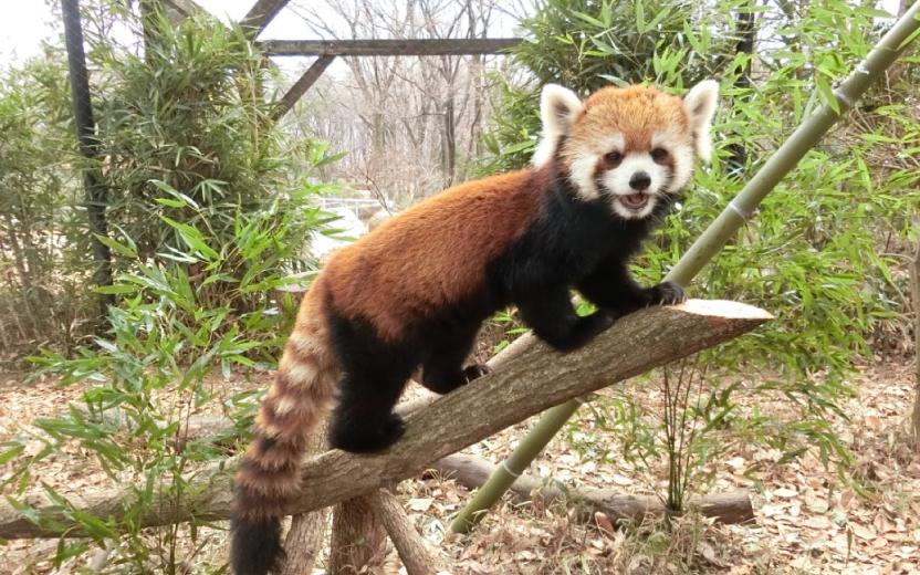 埼玉県こども動物自然公園だより かわいい のあとに ぜひ観察を レッサーパンダ 地球にやさしい子ども達を育む環境教育メディア