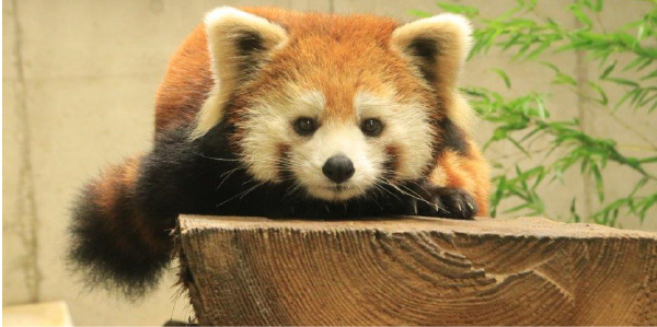 埼玉県こども動物自然公園だより かわいい のあとに ぜひ観察を レッサーパンダ 地球にやさしい子ども達を育む環境教育メディア