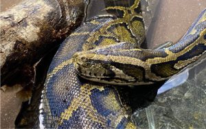 【日立市かみね動物園だより】大きいけれど毒は無し「ビルマニシキヘビ」|地球にやさしい子ども達を育む環境教育メディア