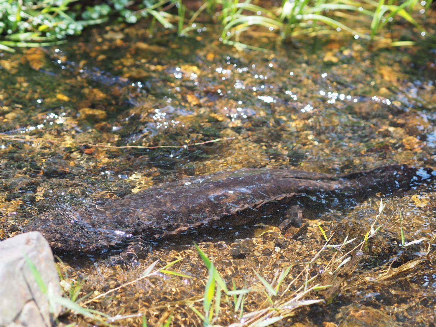 大きな口に小さな目の不思議な生き物「オオサンショウウオ
