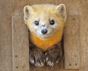 【釧路市動物園だより】狂暴なハンター「エゾクロテン」|地球にやさしい子ども達を育む環境教育メディア